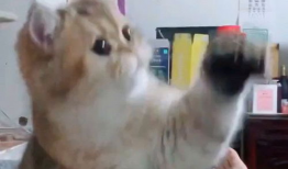 可爱猫猫视频,猫咪视频里的可爱瞬间大盘点